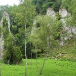 Betula pendula var. oycoviensis